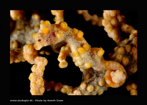 Pygmy Seahorse by Henrik Gram Rasmussen 